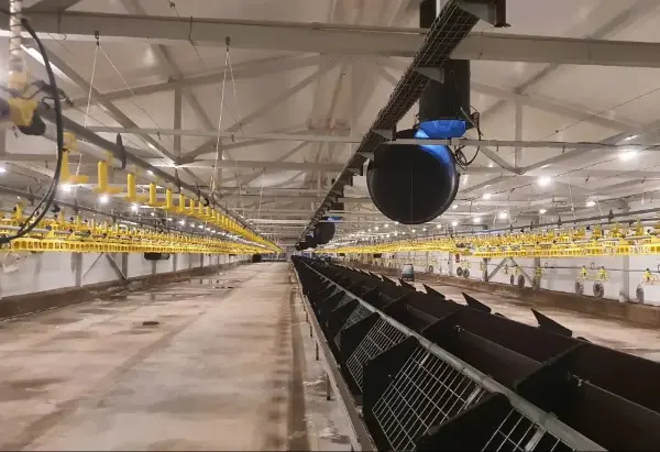 Eine große Hühnerfarm mit vielen Käfigen und einem langen Förderband.