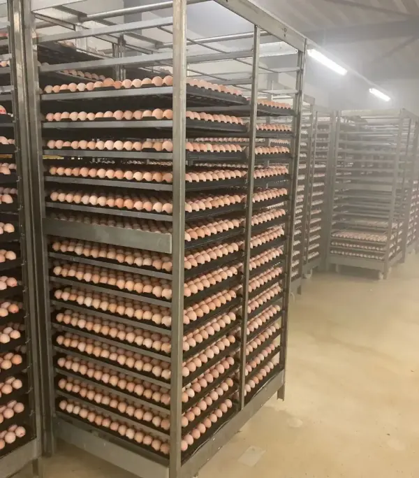 Ein großer Raum mit zahlreichen Regalen, die mit Eiern gefüllt sind.